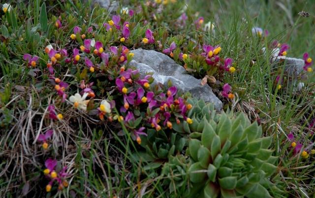 Polygaloides (=Polygala) chamaebuxus / Poligala falso-bosso